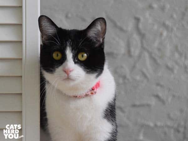 black and white tuxedo cat beside shutters