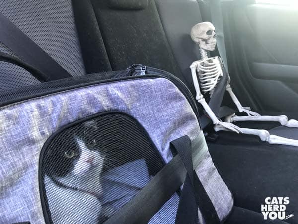 black and white tuxedo cat and toy skeleton are seat belted into car