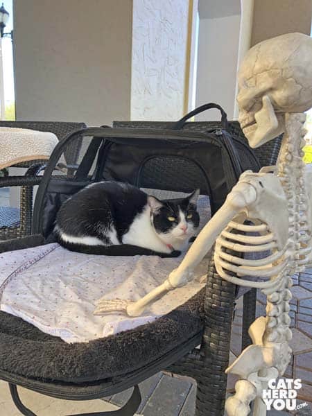 blakc and white tuxedo cat looks up at tuxedo skeleton from carrier