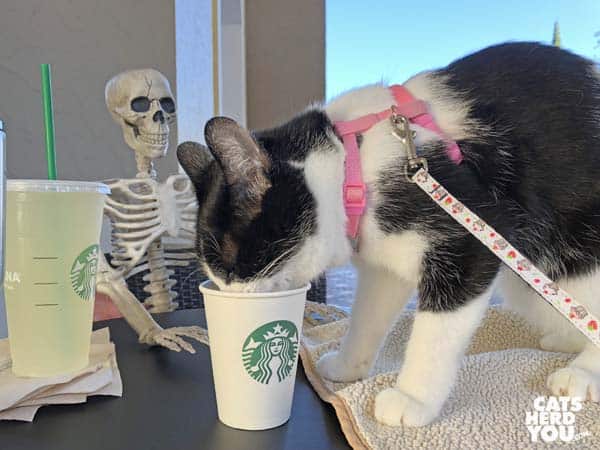 black and white tuxedo cat eats from Starbucks cup while toy skeleton looks on