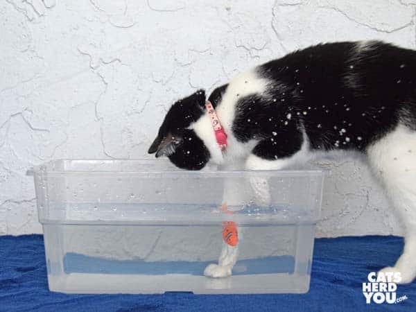 black and white tuxedo cat wades into water after robotic fish