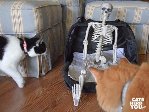 black and white tuxedo cat and orange tabby cat look at toy skelton in cat carrier