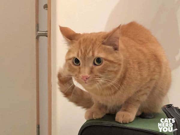 orange tabby cat