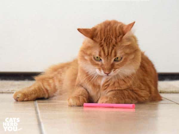 orange tabby cat plays with pink toy