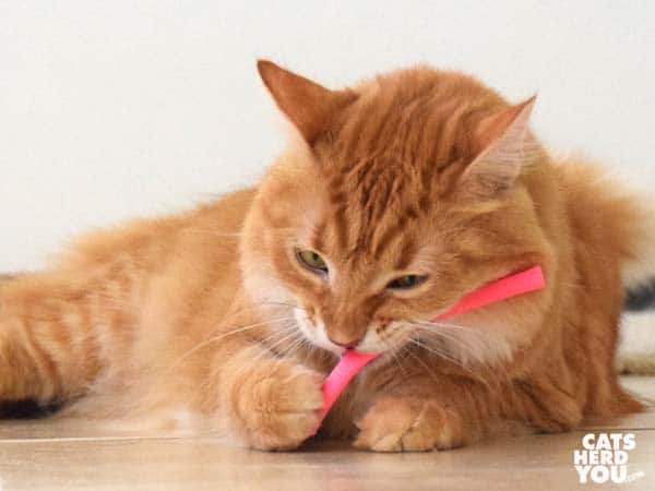 orange tabby cat plays with pink toy