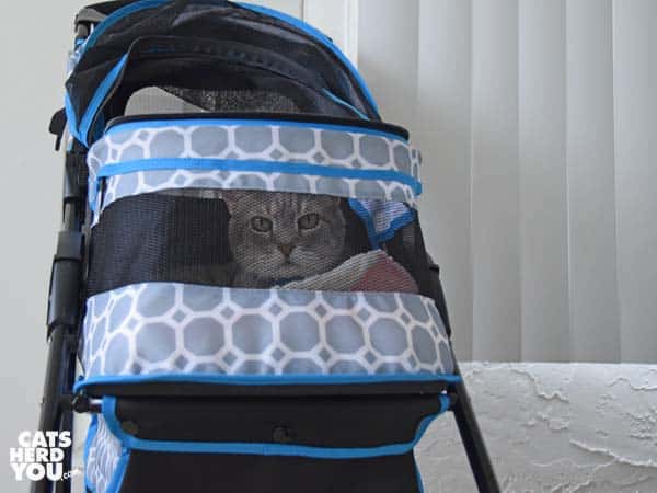 gray tabby cat in stroller