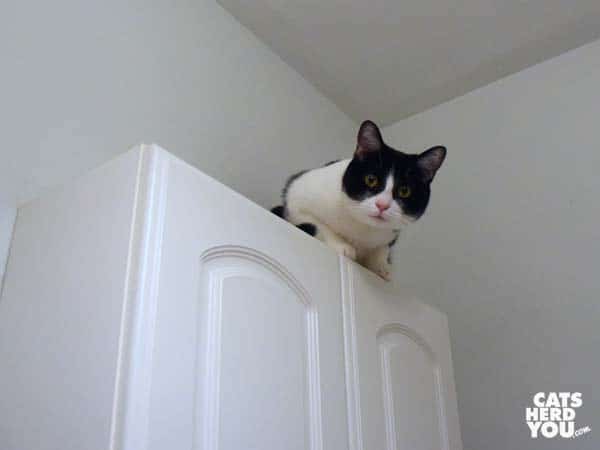 black and white tuxedo cat looks down from top of cabinet
