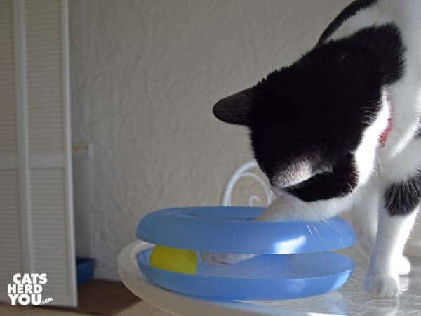 black and white tuxedo cat plays with trackball toy