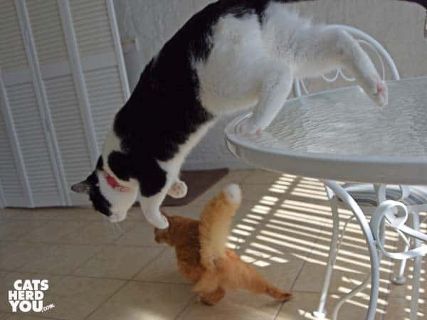 black and white tuxedo cat leaps off table in pursuit of orange tabby cat