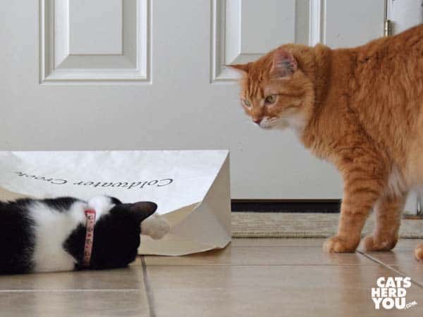 black and white tuxedo cat looks into paper bag as orange cat looks on