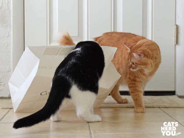 black and white tuxedo cat topples paper bag as orange tabby cat looks on