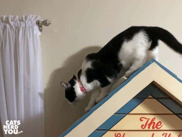 black and white tuxedo cat steps down from peak of roof