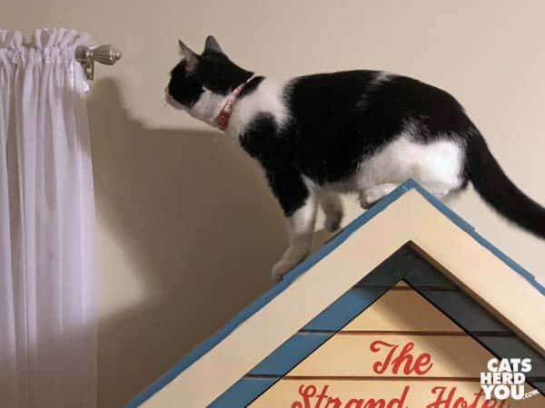 black and white tuxedo cat on peak of roof
