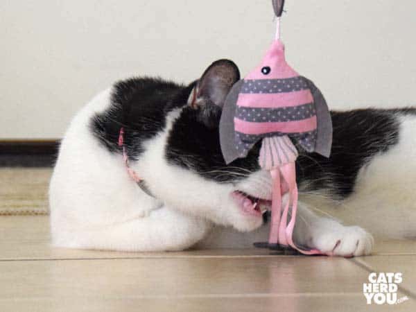 black and white tuxedo cat plays with wand toy