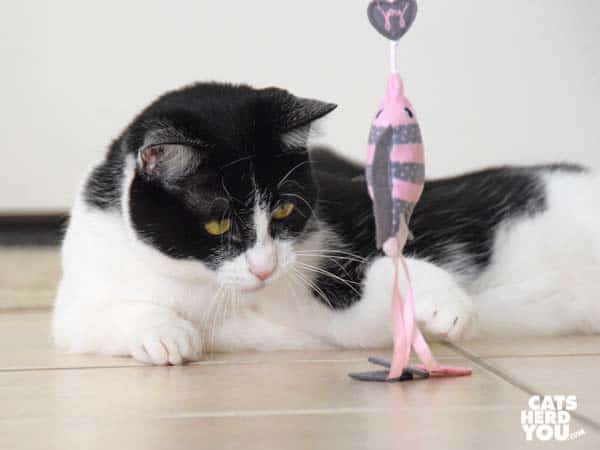 black and white tuxedo cat plays with wand toy