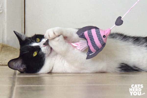 black and white tuxedo cat plays with wand toy