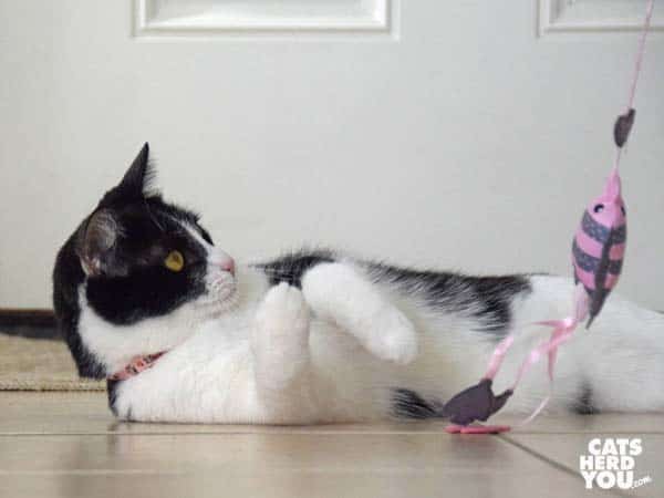 black and white tuxedo cat plays with wand toy