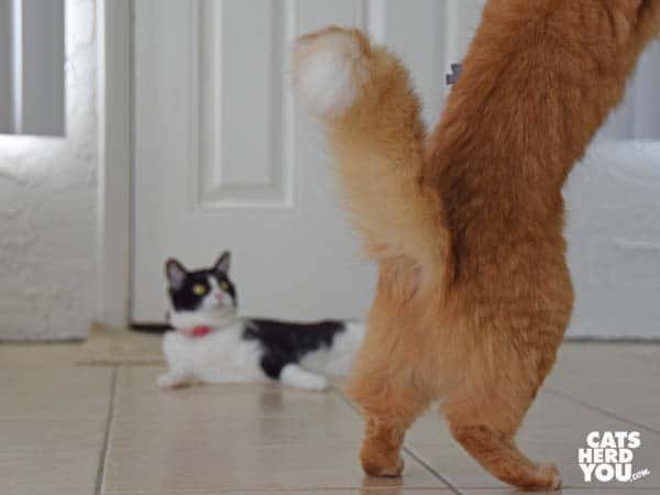 black and white tuxedo cat plays with wand toy