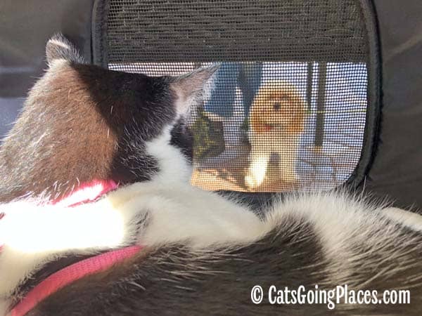 black and white tuxedo cat looks out of carrier at small dog
