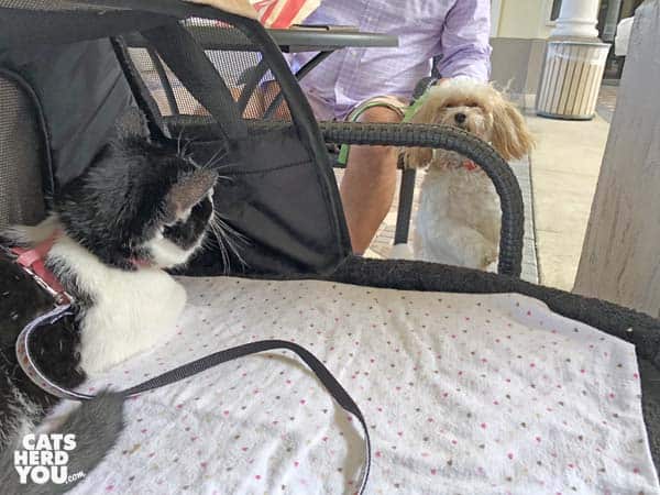 black and white tuxedo cat looks at small, white dog