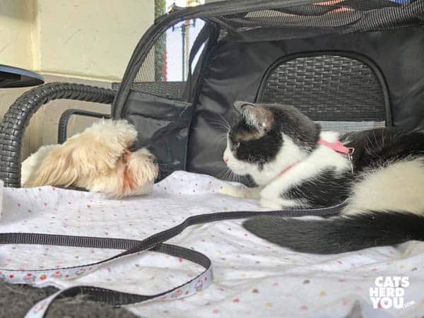 black and white tuxedo cat looks at white dog