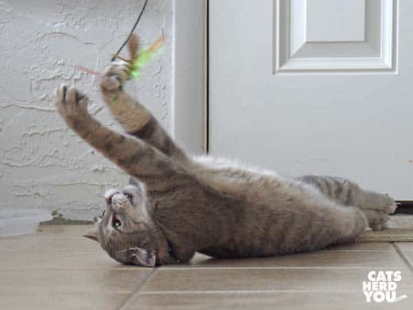 gray tabby cat plays with wand toy