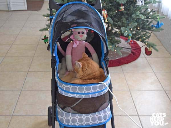 orange tabby cat cuddles with pink sock monkey-cat
