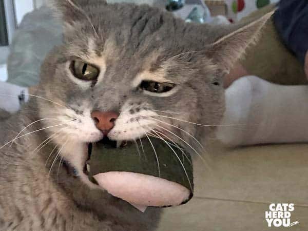 gray tabby cat holds sushi toy in mouth