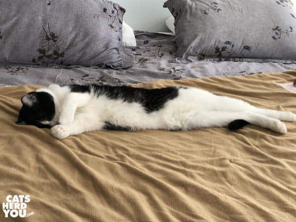 black and white tuxedo cat sprawls on electric blanket