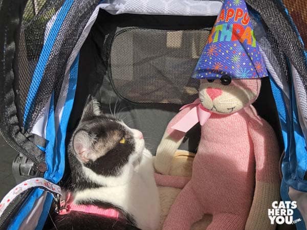 tuxedo cat looks at sock monkey/cat wearing party hat