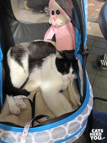 black and white tuxedo cat cuddles with sock monkey cat in stroller