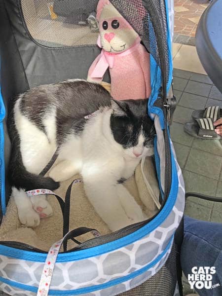 black and white tuxedo cat sleeps in the lap of sock monkey/cat