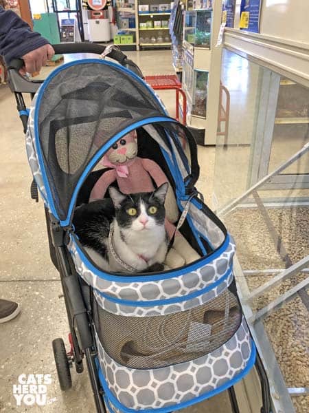 black and white tuxedo cat rides in stroller through pet store