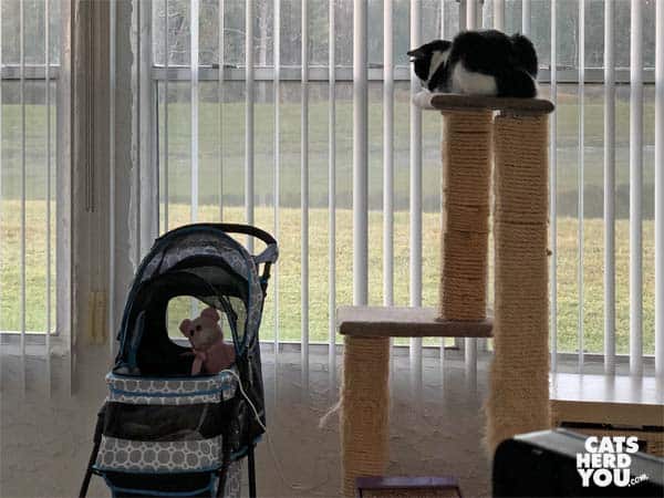 toxedo cat on cat tree looks down into stroller