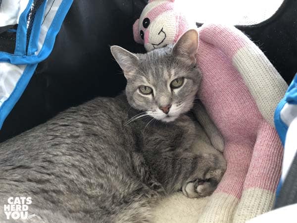 gray tabby cat snuggles with pink sock monkey/cat