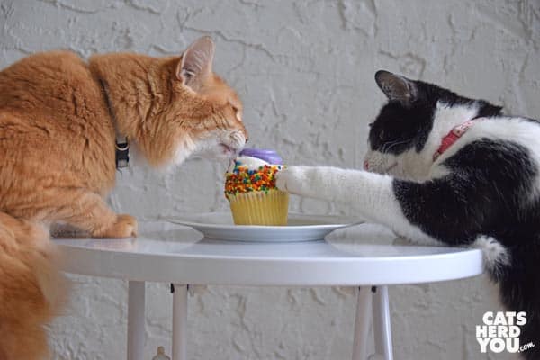 black and white tuxedo cat reaches to touch cupcake as orange tabby cat licks it